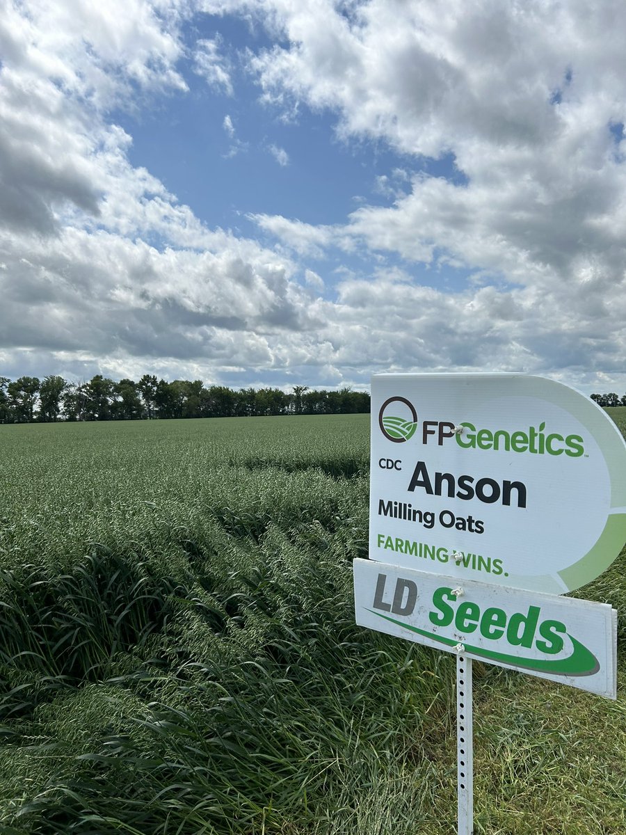 NEW CDC Anson from <a href="/FPGenetics/">FP Genetics</a> 
This white milling oat comes with a very high yield potential (114% of Summit), high end use demand and the best stand ability available! 

Excellent option if you’re looking to try something new in the 2025 season!