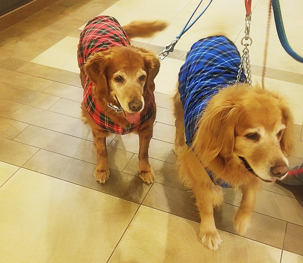 This chilly weather has even our four-legged guests bundling up! #IHG #Petfriendly #petfriendlyhotel