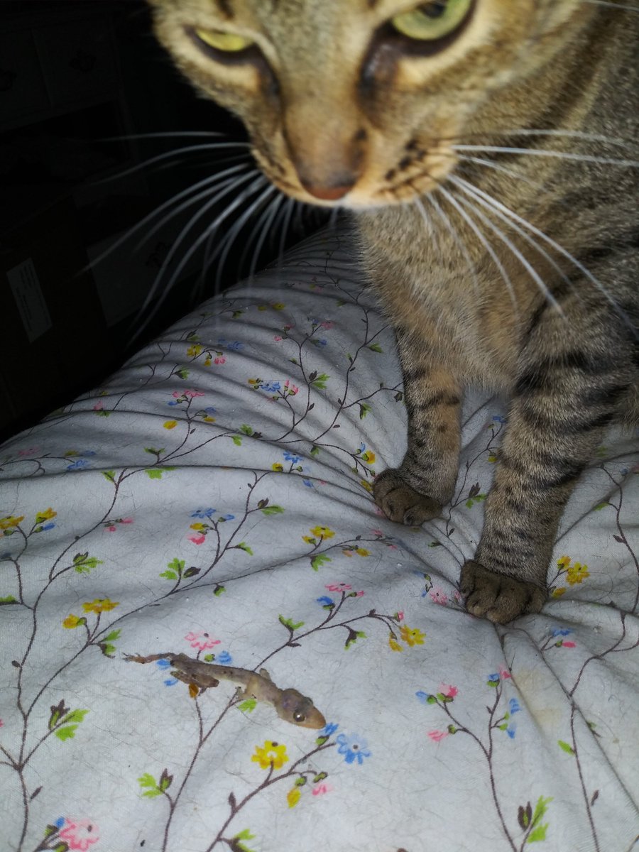 Soo Brownell🐳🦋 tweet media