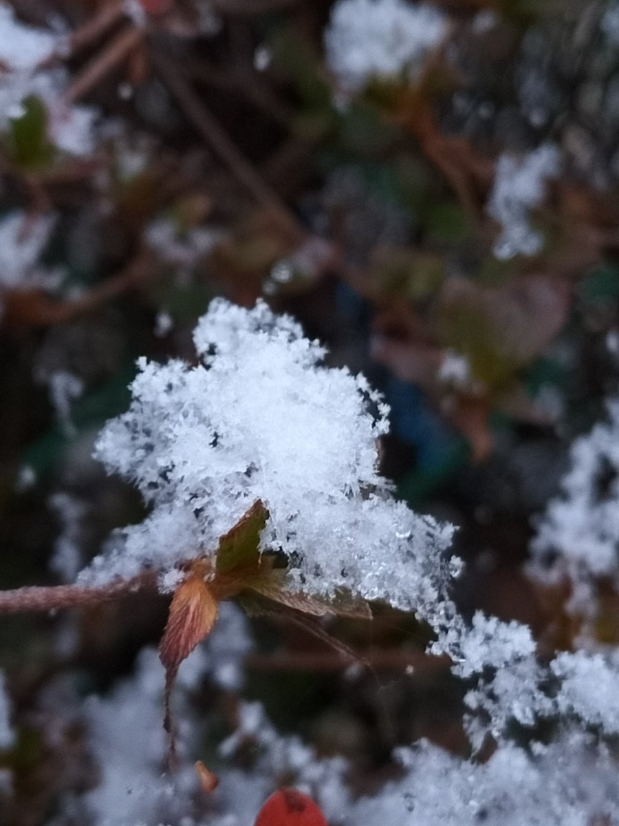 寒い朝
雪の華の出来上がり😆