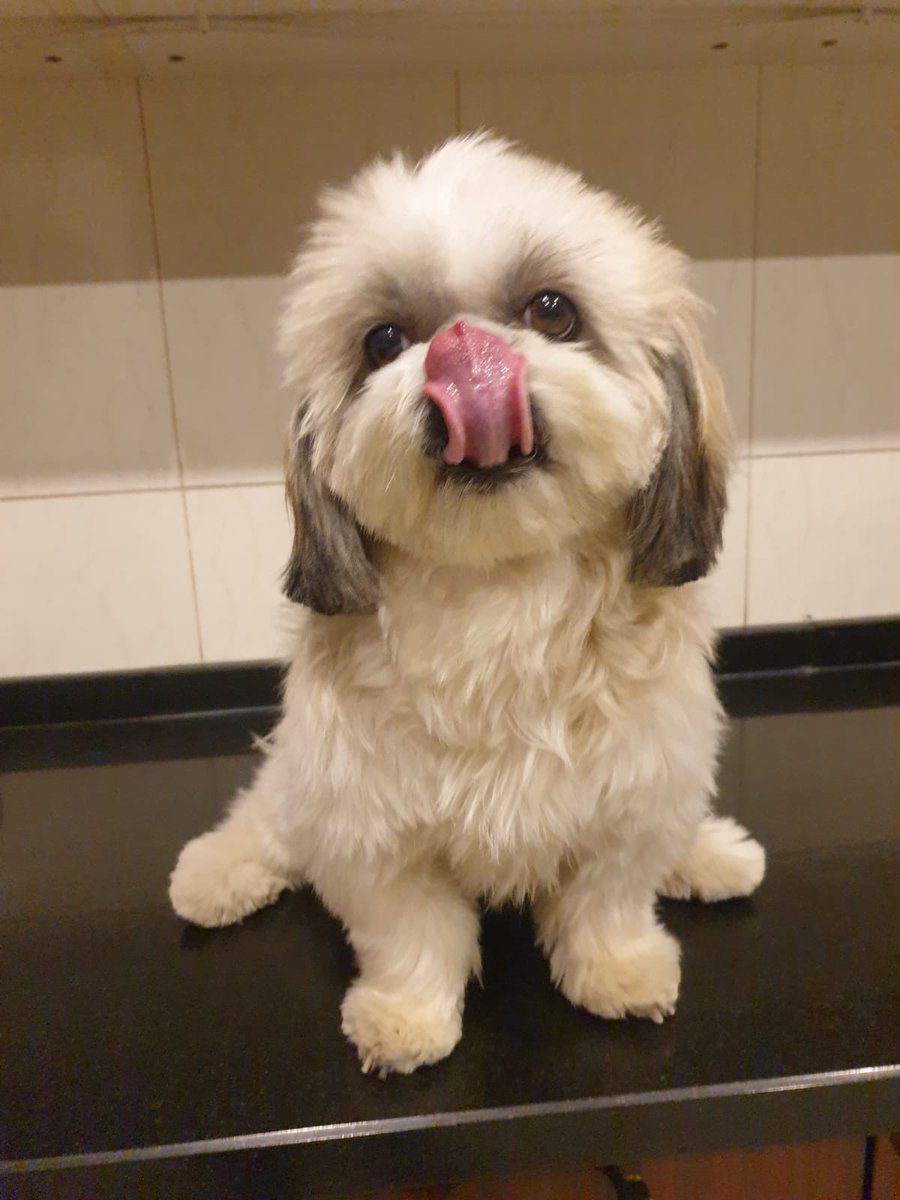 vidhisn's tweet photo. Meet the chotus motus - the stubbornest head of the house 

Maggie 🐾♥️ (aka Bubbs, Bubba, Gundi) (responds to absolutely none 🙃) https://t.co/IGHWk1sL7Z