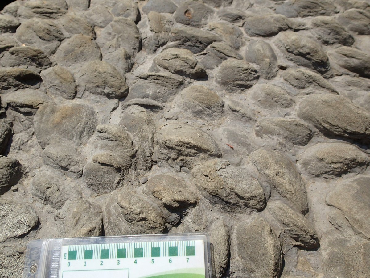Emily Bamforth (@el_bamforth) on Twitter photo #FossilFriday! This #fossil can be relied upon to stump museum visitors: This is a bed of fossilized #Cretaceous freshwater #clams. The shells are gone, leaving the sand infill of the shells. We call this site 'Clam Bake'! <a href="/CurrieMuseum/">Philip J. Currie Dinosaur Museum</a> #invertpaleo #bivalves #FossilFriday! This #fossil can be relied upon to stump museum visitors: This is a bed of fossilized #Cretaceous freshwater #clams. The shells are gone, leaving the sand infill of the shells. We call this site 'Clam Bake'! <a href="/CurrieMuseum/">Philip J. Currie Dinosaur Museum</a> #invertpaleo #bivalves
