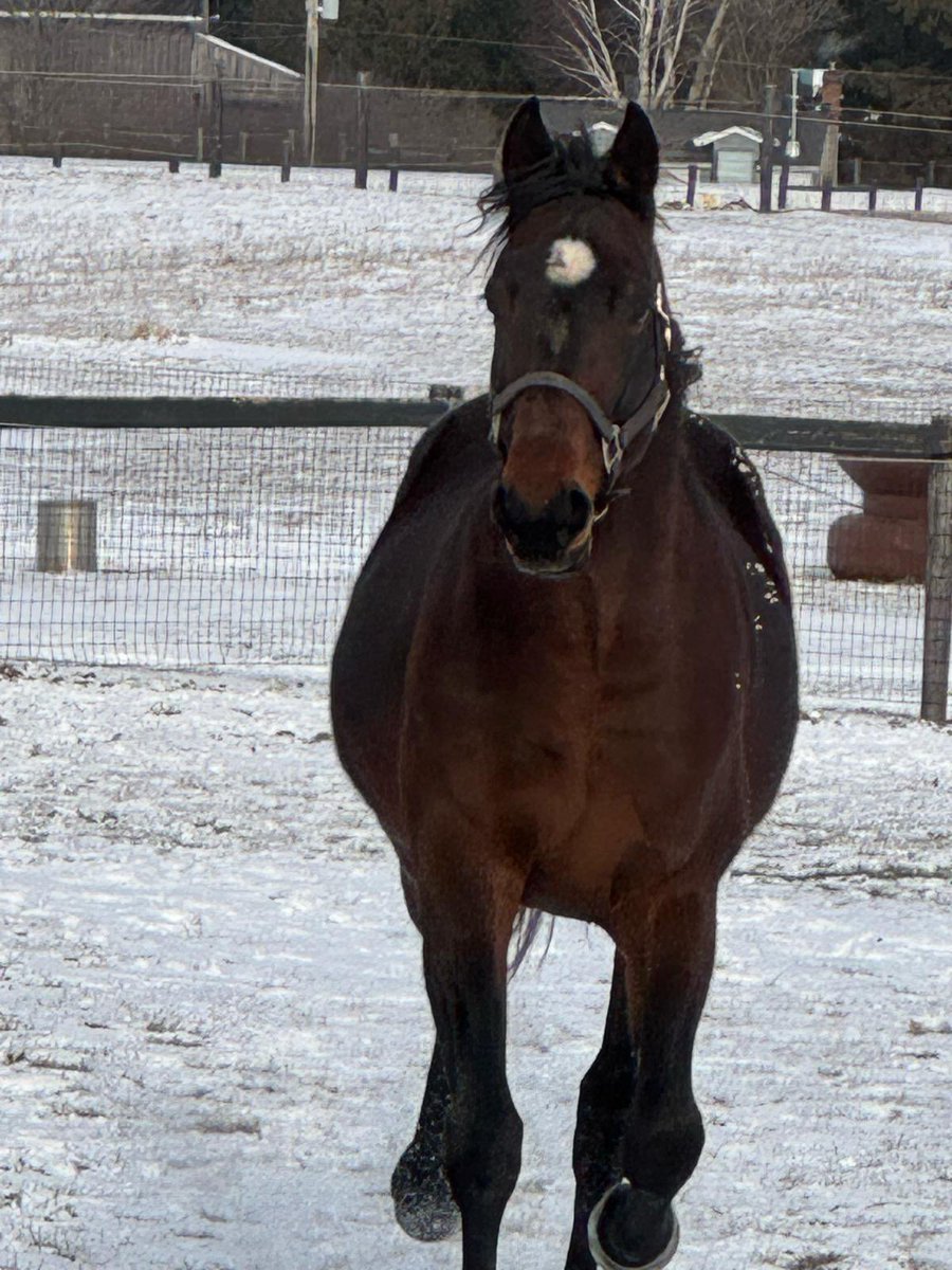 Green Manalishi enjoys coming back home to Tara Hills! 🙌🏻✅