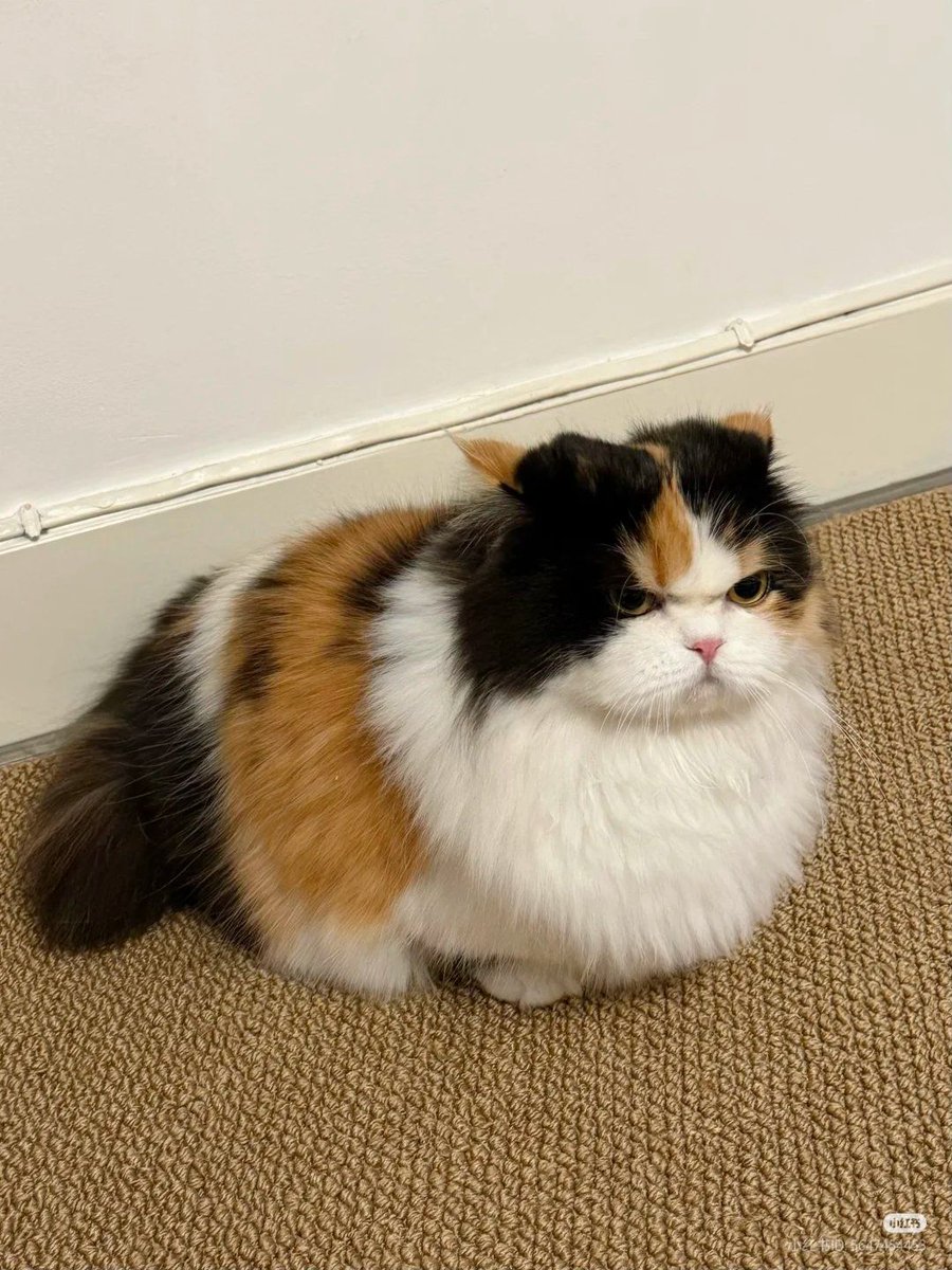 Why you should have a cat tweet media