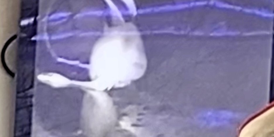 Our vactor crews do a lot of work to make sure our sewer systems are clear of blockages. They also get unique calls like this:  This cat got loose from a family and stuck in the storm sewer on the 4000 block of Annamark Drive. Our crews were able to save the day!