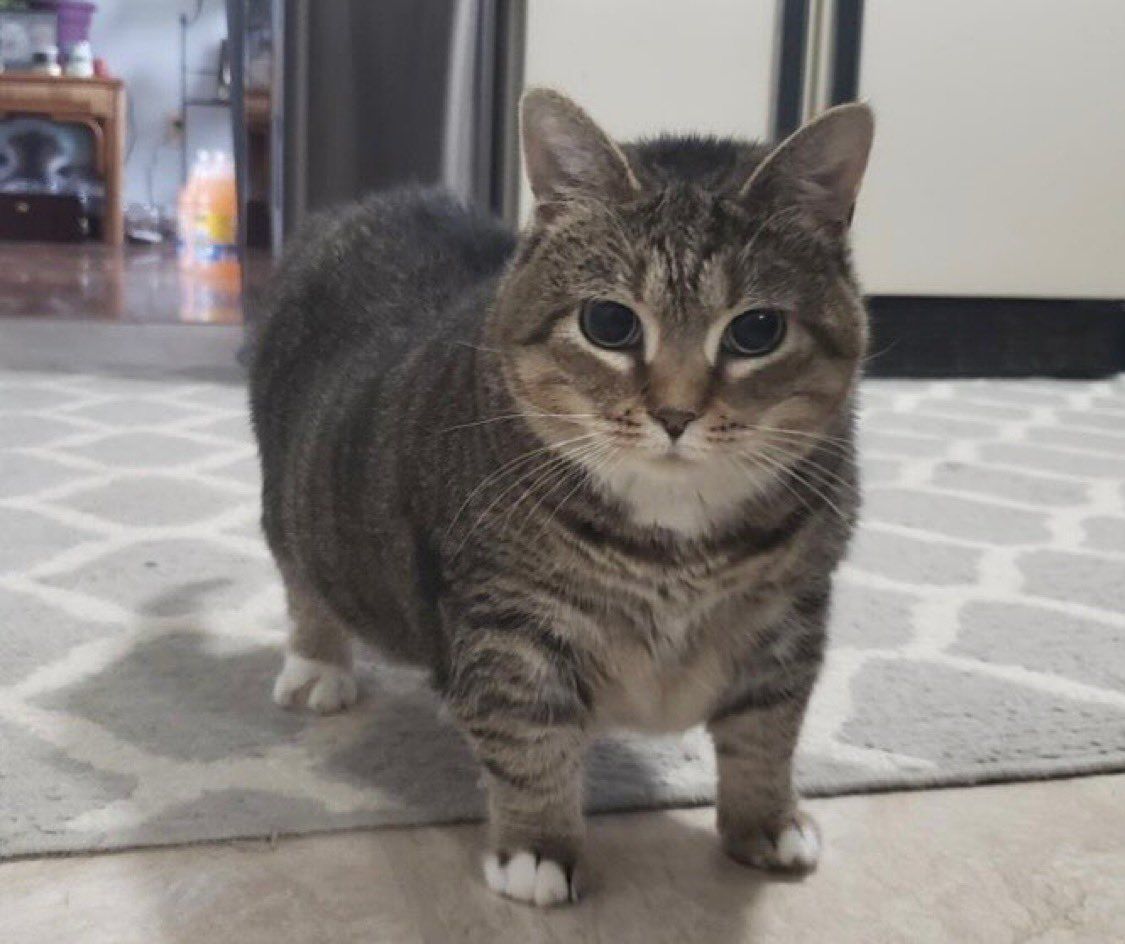 PostsOfCats's tweet image. she is ethel and she is gorgeous