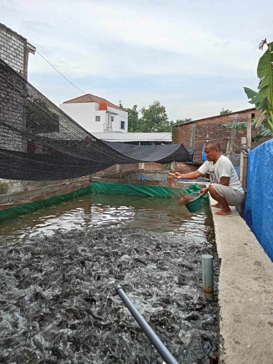 AsthokJ's tweet photo. Senin,2/12/2024 Pokdakan Kedung Moncer Ds. Gulang Kec. Mejobo. Panen perbulan 200 Kg,Harga Rp 19.000/Kg 
@bppsdm_kp @PKBLU_bp3tegal @bppsdm_puslatkp https://t.co/XWooLjotf6