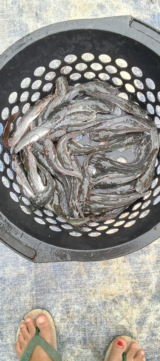 AsthokJ's tweet photo. Senin,2/12/2024 Pokdakan Kedung Moncer Ds. Gulang Kec. Mejobo. Panen perbulan 200 Kg,Harga Rp 19.000/Kg 
@bppsdm_kp @PKBLU_bp3tegal @bppsdm_puslatkp https://t.co/XWooLjotf6
