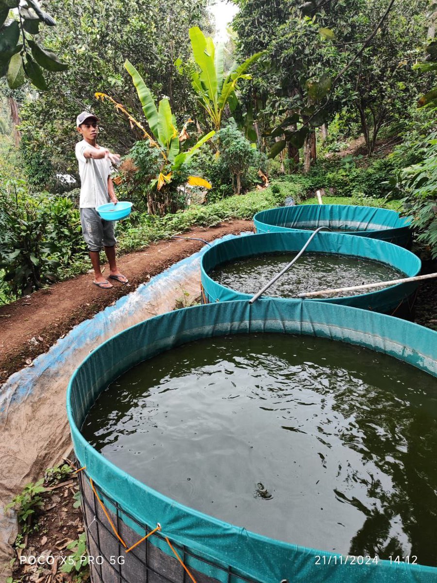 AsthokJ's tweet photo. Rabu,4/12/2024, Pokdakan Muria Fish Deda Colo Kex Dawe, Tebar 8.000 ekor, Rencana panen 800 Kg,isi per Kg 8-10, Harga Rp. 19.500 @bppsdm_kp @PKBLU_bp3tegal @Giatluhsatmingkaltegal https://t.co/kg4Yxc14kP