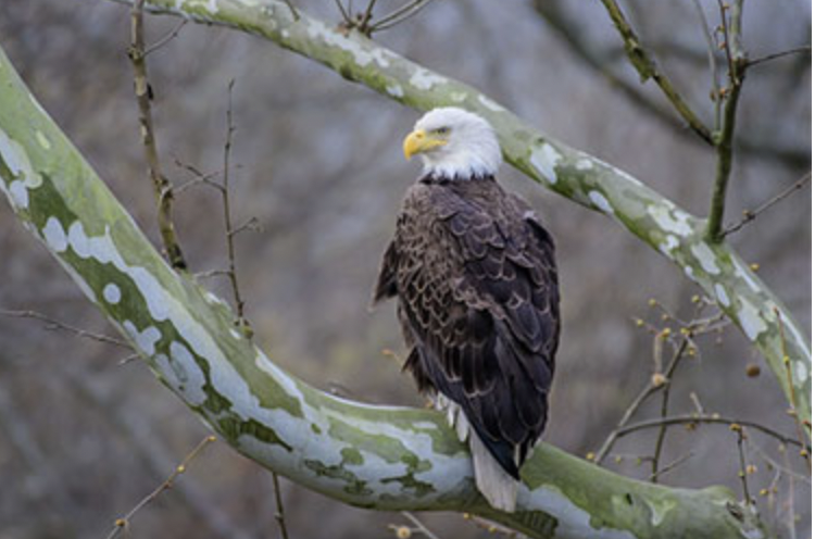 The passing of President Carter &amp; the end of President Biden's term give reason to reflect on the qualities we look for in a president, inspiration for the values we want the US to represent, &amp; models for how we work for a better world for ourselves, wildlife, &amp; the environment.