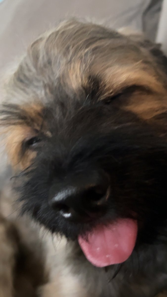 Heather Schatz (@heatherschatz) on Twitter photo Thank you to the <a href="/JaxACPS/">JaxAnimalCare</a> team for introducing us to the newest (and cutest) member of our family, Harden Gizmo LeBark! ๐ฅฐ #ilovejax Thank you to the <a href="/JaxACPS/">JaxAnimalCare</a> team for introducing us to the newest (and cutest) member of our family, Harden Gizmo LeBark! ๐ฅฐ #ilovejax