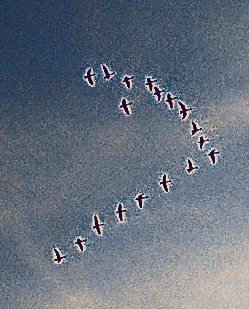 fredmercnik's tweet photo. @InsideNiagara  Migratory birds are perplexed about flying south, because of the warm weather. https://t.co/zd4igqBF6S