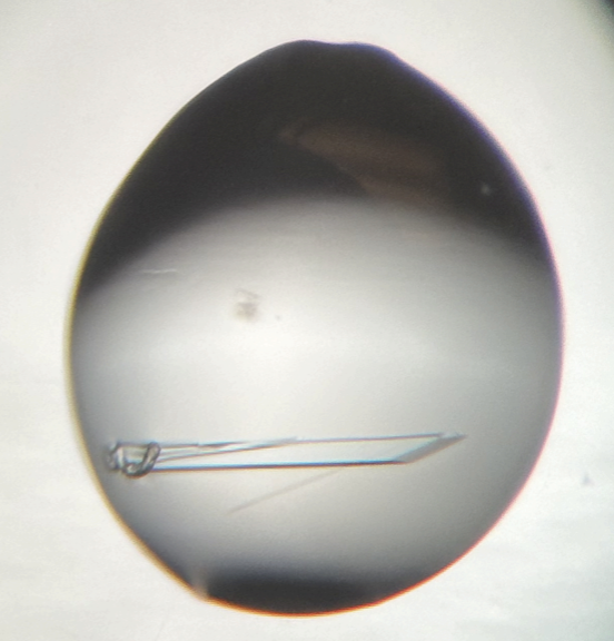 That feeling when your post-bac, only a few months on the job, sends you crystal hits 🦾. Going back to my roots with #crystallography, sorry #cryoEM