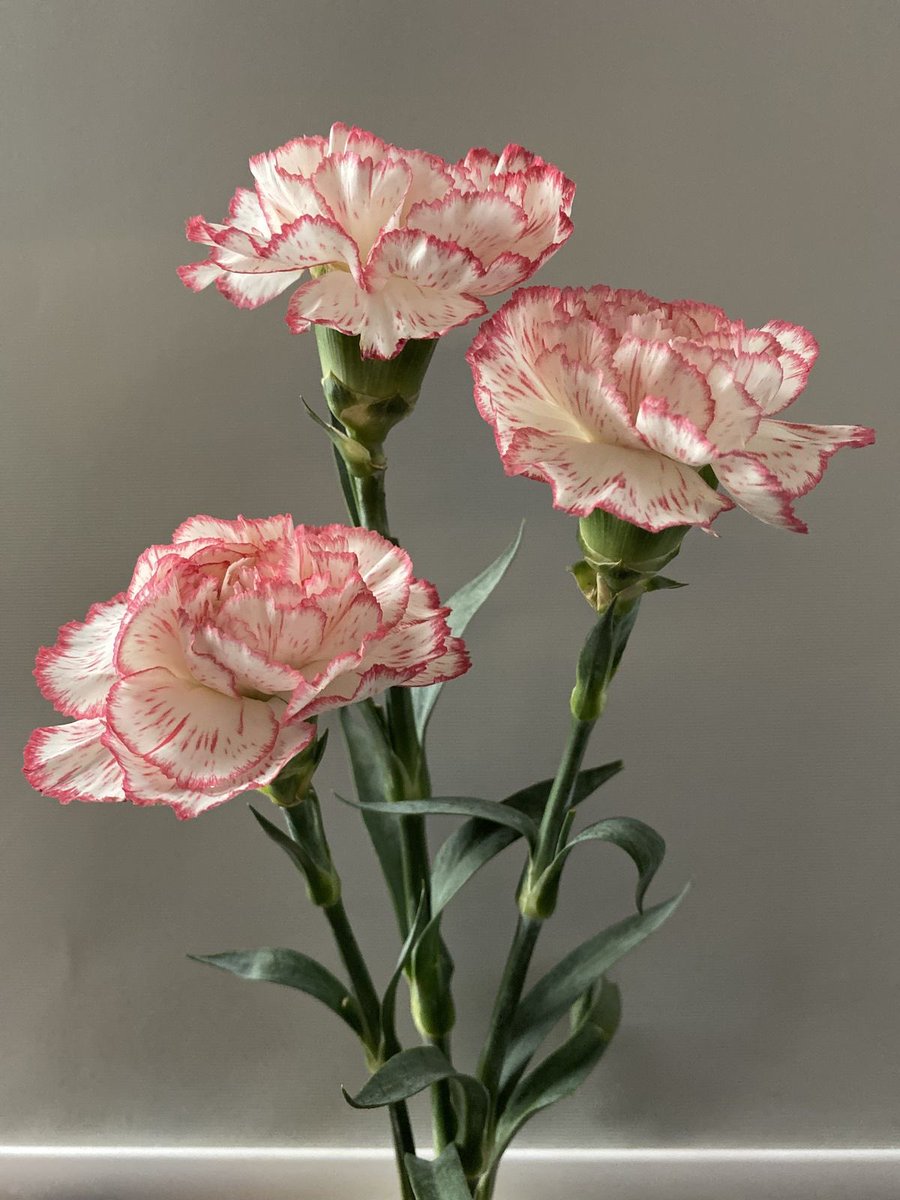 flowers for atinys ་۪ ✿◞ (@atinysflower) on Twitter photo flowers for <a href="/GalaxyKuroo/">✨Luna Is Puzzle Mooning🌕✨</a>
“my fave atiny!! i’m so thankful to have you as my best friend i love you so so much thank u for spending so much time with me and introducing me to our 4th gen legends <3 love you the most mwah mwah <333” flowers for <a href="/GalaxyKuroo/">✨Luna Is Puzzle Mooning🌕✨</a>
“my fave atiny!! i’m so thankful to have you as my best friend i love you so so much thank u for spending so much time with me and introducing me to our 4th gen legends <3 love you the most mwah mwah <333”