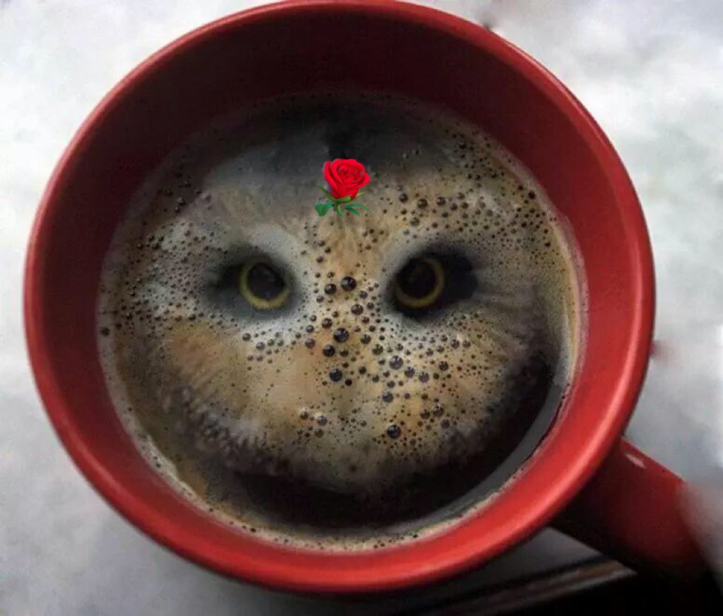 orionx10's tweet photo. Aptece un delicioso café…🦉💃
#AptRose https://t.co/epukNOC9tf