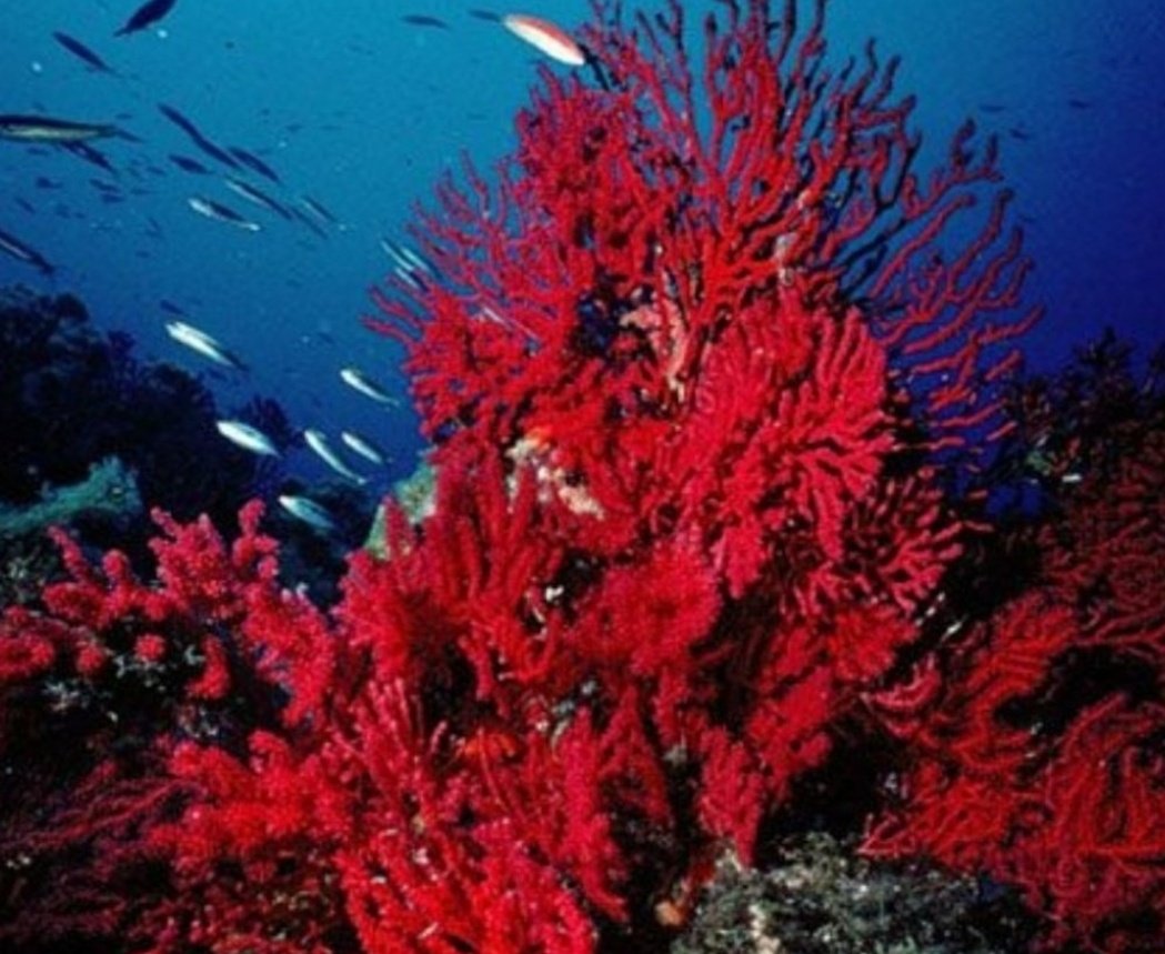 Perseo dejó la cabeza de Medusa encima de un lecho de algas para liberar a Andrómeda del monstruo marino.
El poder de la Gorgona seguía aun muerta; todas las algas quedaron petrificadas y teñidas con su sangre. Así nació el coral.