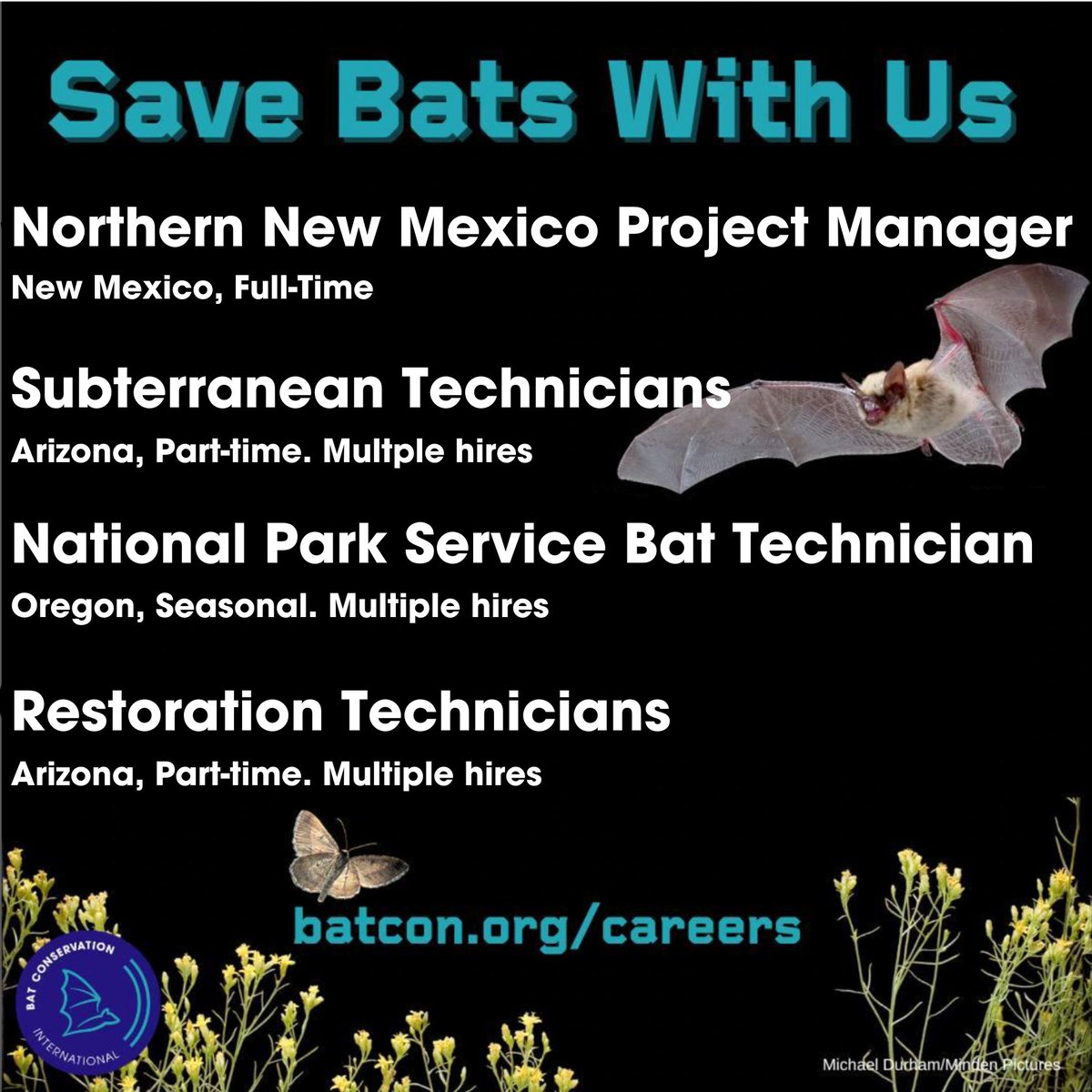Come work with us! We're hiring a variety of positions right now, with multiple hires in some positions. Learn more and apply at batcon.org/careers. #ConservationCareers #GreenJobs #SustainabilityJobs #NonprofitJobs