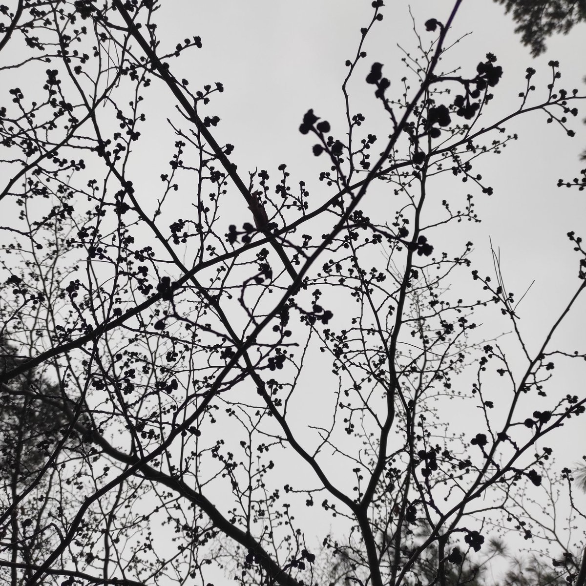 Temps à écharpe.
Aucun paon
dans le parc.

#EverydayArt2024 day 364