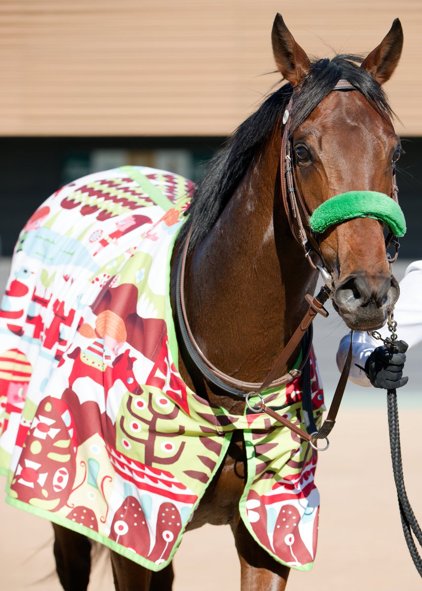 hangaku_getter's tweet image. 2024年12月28日(土)
中山5R メイクデビュー中山 2歳 新馬 2000m芝A:良
口取り前
大竹厩舎のカワイイ馬着がよく似合ってます🫠
⑬ブラックジェダイト(牡)
#大竹厩舎
#ブラックジェダイト
#キタサンブラック産駒
#2歳新馬
#中山競馬場