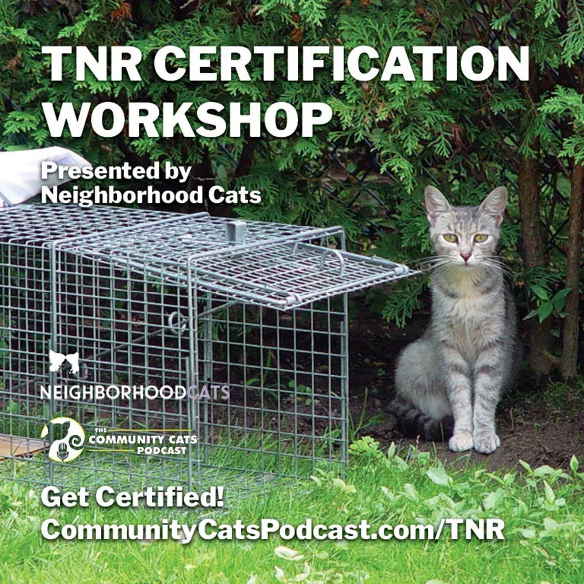 Help end #kittenseason! Learn how to decrease number of kittens born on streets and improve lives of #feralcats #straycats #communitycats at online #TNR certification workshop from <a href="/NbrhoodCats/">Neighborhood Cats</a> / <a href="/communitycatsp1/">CommunityCatsPodcast</a>, coming up Sat. 1/4! Register: buff.ly/46tWzYi