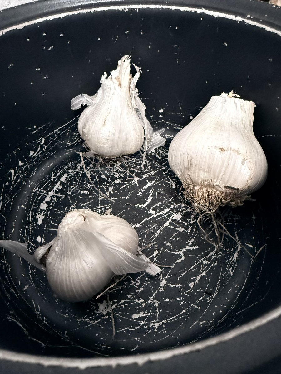 Tegan_Writes's tweet photo. I’m attempting to make ✨black garlic✨ from regular sized bulbs @dippizuka and I recently harvested. 

We’ll see how it went in about 3 weeks 

For scale, the “small” bulb in picture 1 is a normal sized garlic. The monster to its left is about the size of my fist 🧄 https://t.co/rrCFF7v3Wo