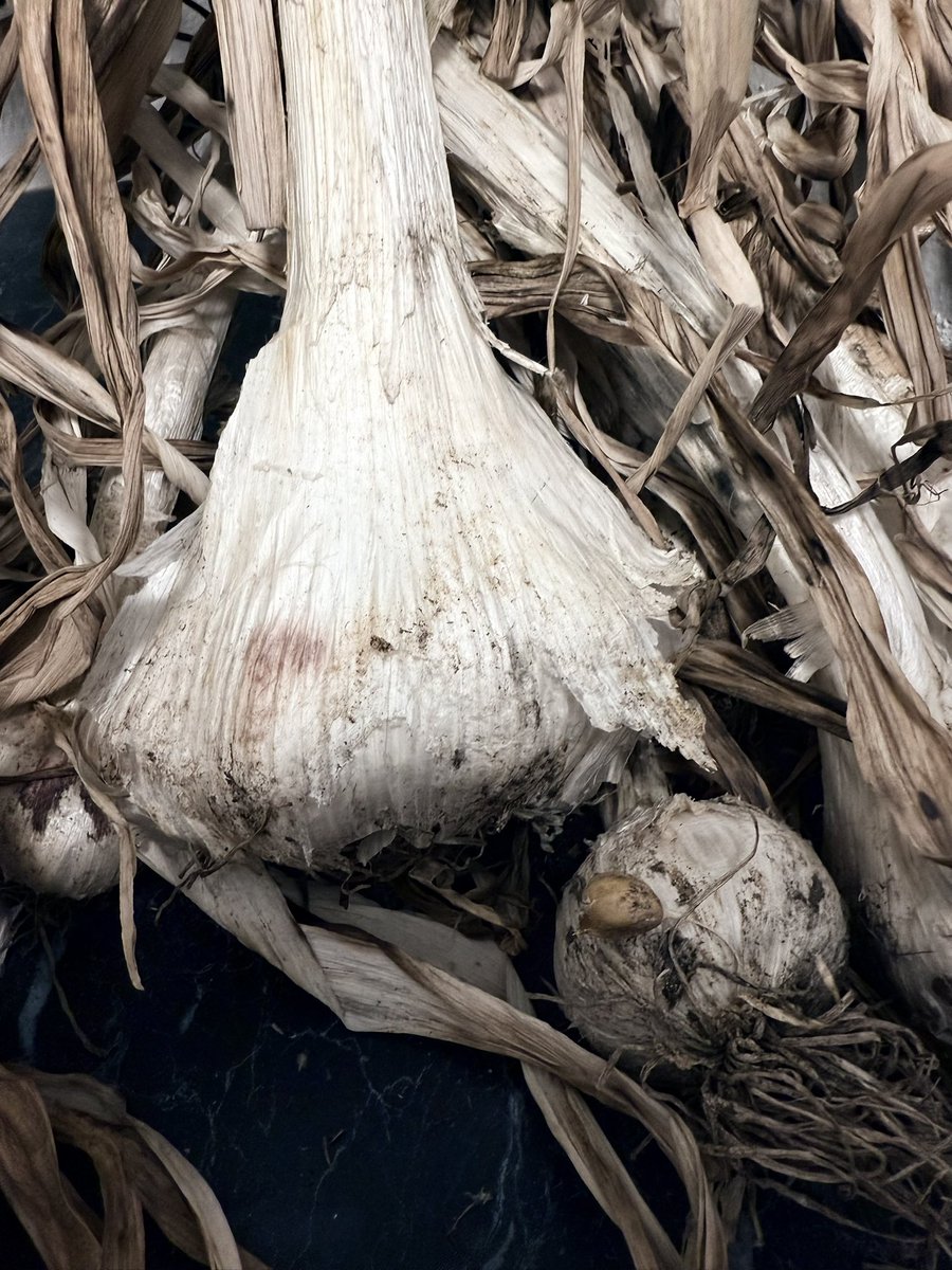 Tegan_Writes's tweet photo. I’m attempting to make ✨black garlic✨ from regular sized bulbs @dippizuka and I recently harvested. 

We’ll see how it went in about 3 weeks 

For scale, the “small” bulb in picture 1 is a normal sized garlic. The monster to its left is about the size of my fist 🧄 https://t.co/rrCFF7v3Wo
