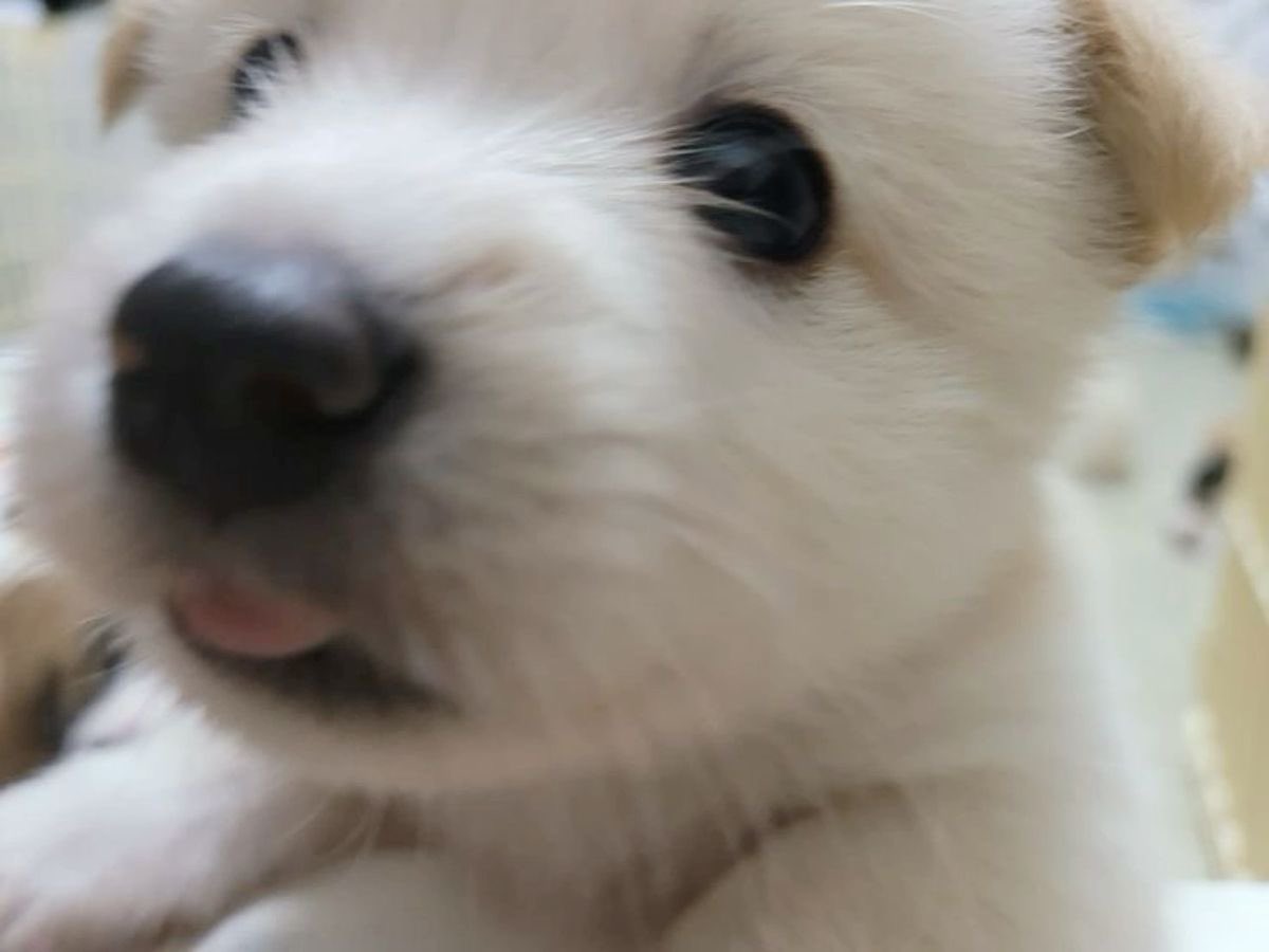 💖 (@twaniimals) on Twitter photo 