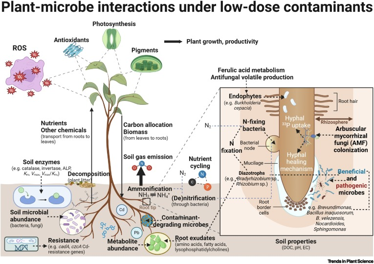 The microbiome orchestrates contaminant low-dose phytostimulation. Agathokleous et al. sciencedirect.com/science/articl…
