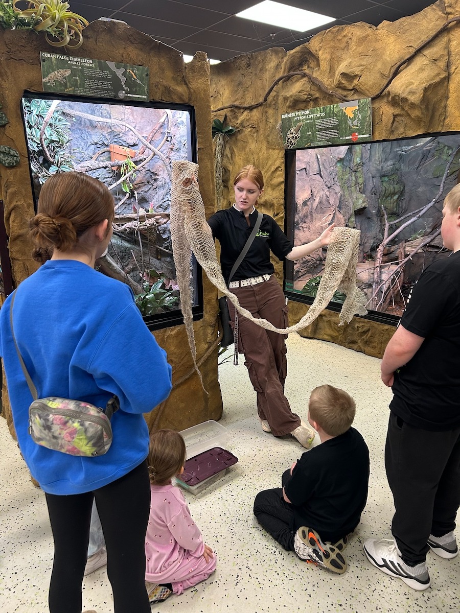 Snake Discovery in Maplewood MN gives you a hands-on experience with reptiles, amphibians, invertebrates, and more! thriftyminnesota.com/snake-discover…