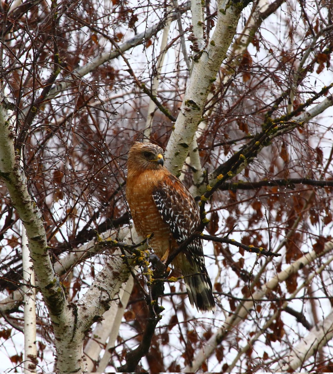 Ted Fletcher (@tedfletcher) on Twitter photo 