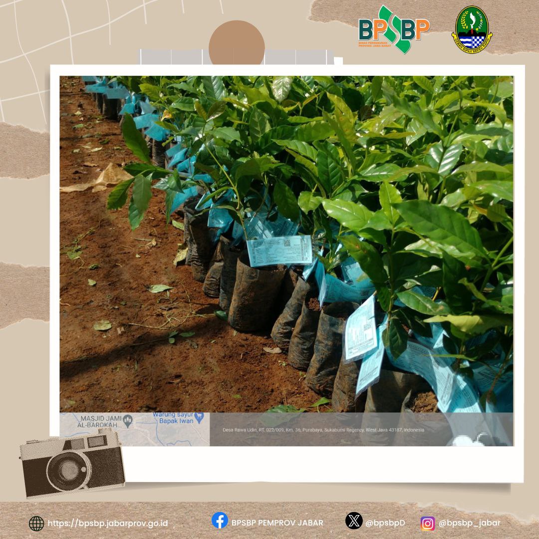 Sampurasun  #wargibun🌱

☕️🌱 Pengawasan Hasil Pemasangan Label Kopi Arabika di Kabupaten Sukabumi 🌱☕️

BPSBP melaksanakan kegiatan pengawasan hasil pemasangan label benih kopi Arabika varietas Sigararutang dan S-795 milik CV. Cipta Surya Gemilang Sigararutang