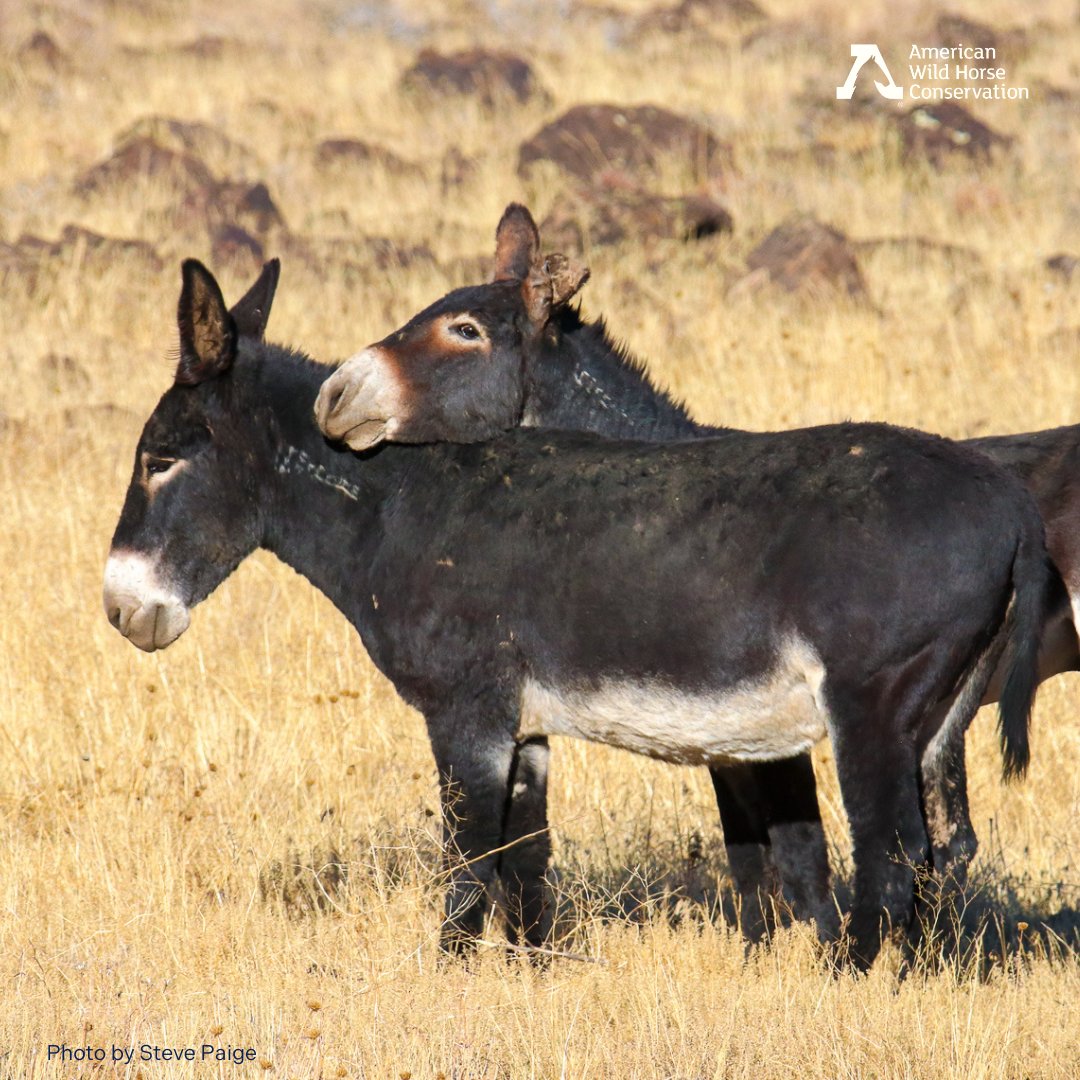 FreeWildHorses's tweet photo. The Twin Peaks wild horse and burro roundup lasted just ten days this fall, but resulted in 960 animals captured. This holiday season, we think of the animals whose lives were lost and changed forever. In 2025, we’re doubling down on our efforts to protect their freedom. Join us. https://t.co/97xsv9tByH