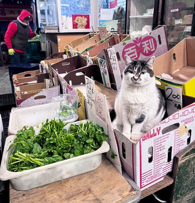 Bodega Cats (@bodegacats_) on Twitter photo 
