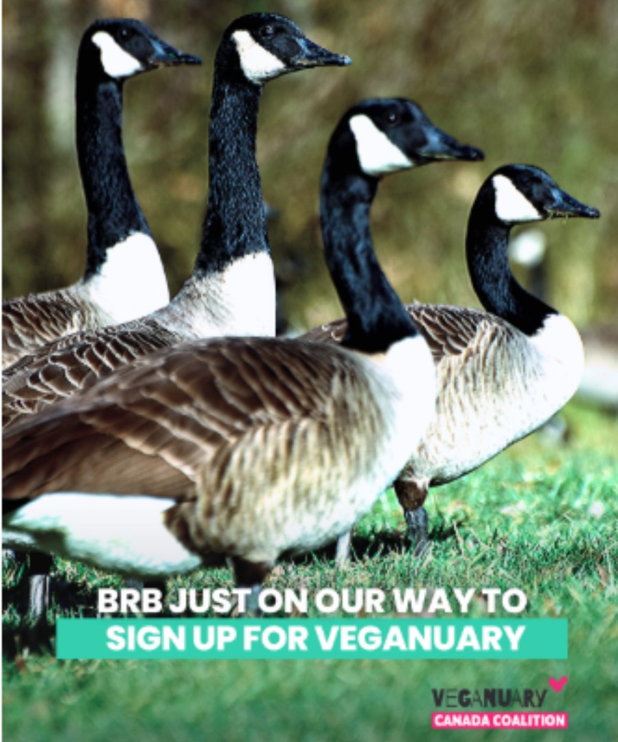 Join the global community trying vegan this January - jump in at this link: my.linkpod.site/pbc-veganuary-…
💚