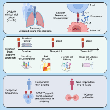 National Centre for Asbestos Related Diseases (@ncard_research) on Twitter photo 🔬New study led by NCARD's Dr Melvin Chin shows specific immune cells could help predict treatment success in #mesothelioma patients.
Read more: ncard.org.au/ncard-research…
<a href="/TheKids_AU/">The Kids Research Institute Australia</a> <a href="/UWAresearch/">UWA Research</a> <a href="/Resp_Health/">Respiratory Health</a>
#CancerResearch #Immunology 🔬New study led by NCARD's Dr Melvin Chin shows specific immune cells could help predict treatment success in #mesothelioma patients.
Read more: ncard.org.au/ncard-research…
<a href="/TheKids_AU/">The Kids Research Institute Australia</a> <a href="/UWAresearch/">UWA Research</a> <a href="/Resp_Health/">Respiratory Health</a>
#CancerResearch #Immunology