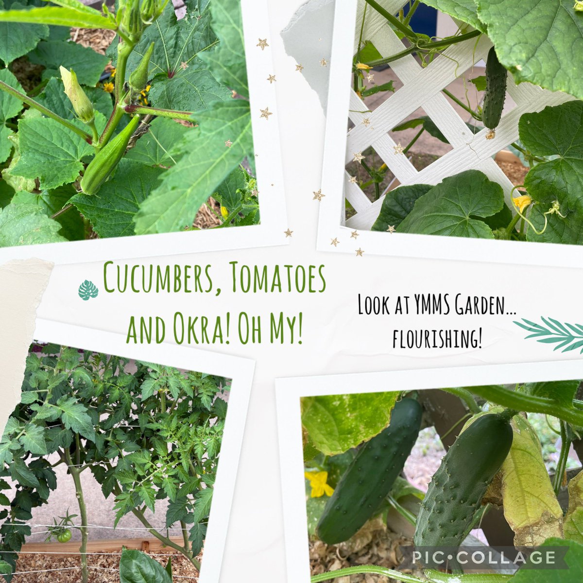 Mitzi Mack tweet media