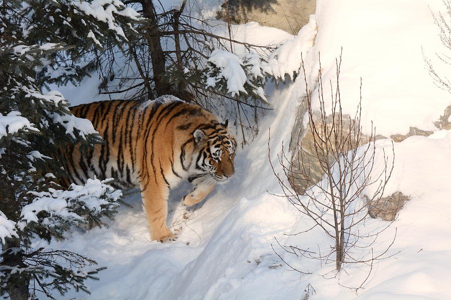 OSinsaro's tweet photo. @simamaung 🐅⛄❄☃️🥶 puncak tiris lur https://t.co/OF01iiQsvE