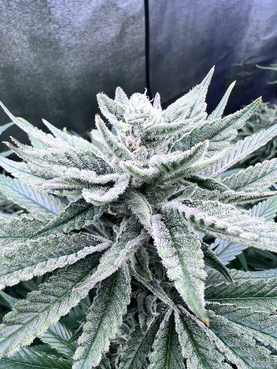 40 days of veg and day 59 of flower.