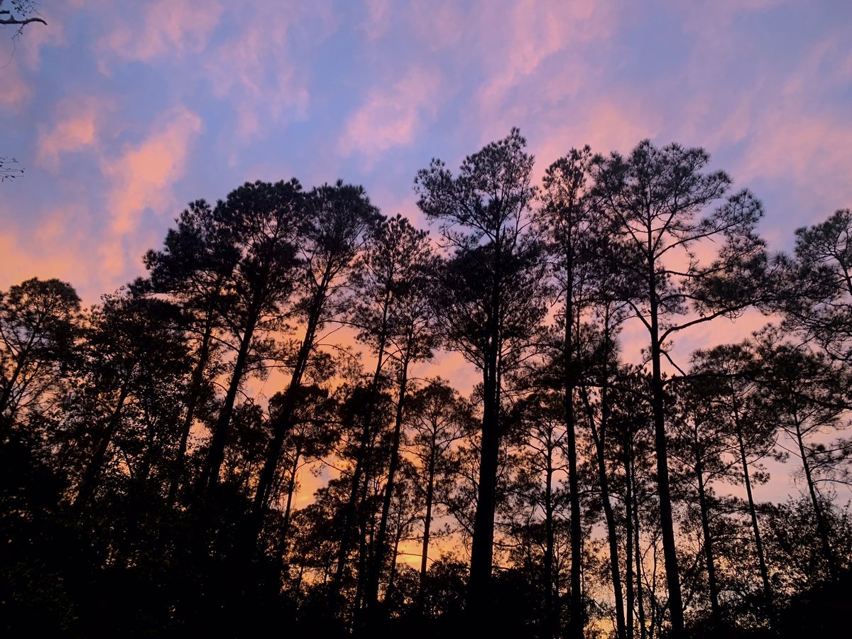 ElementalMusing's tweet image. ~ Sunsetty Trees Heart 
#EarthLover #BackyardLife #SkyWatcher ~