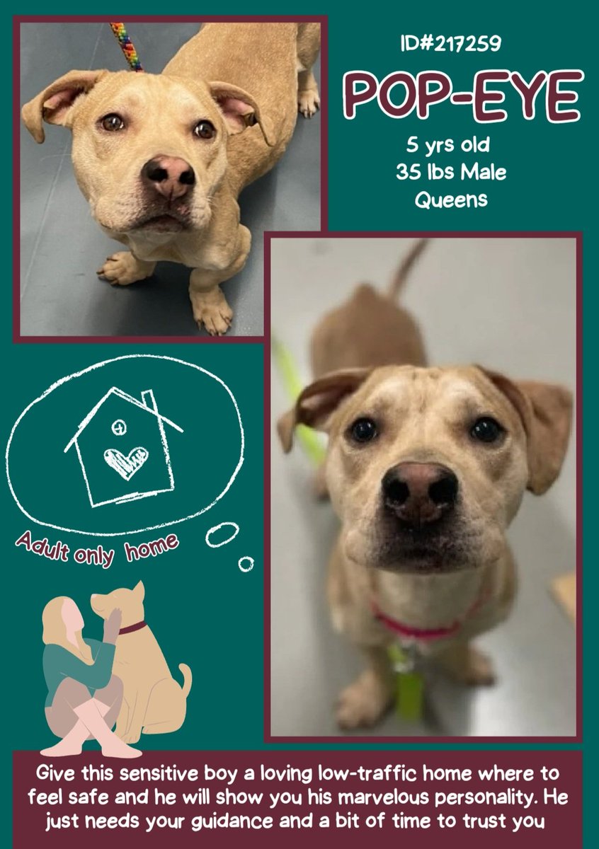 EASpenser's tweet image. “A dog has one aim in life... to bestow his heart.” ―JR Ackerley, author
POPEYE, age 5❤️#DevotedBFF
Perfect age: not manic puppy, not geriatric
Perfect for adventuring &amp;amp; couch-potatoing
Needs:
#Safety
#SlowIntros
#DailyExercise
nycacc.app/#/browse/217259
#Adopt #Foster #Pledge