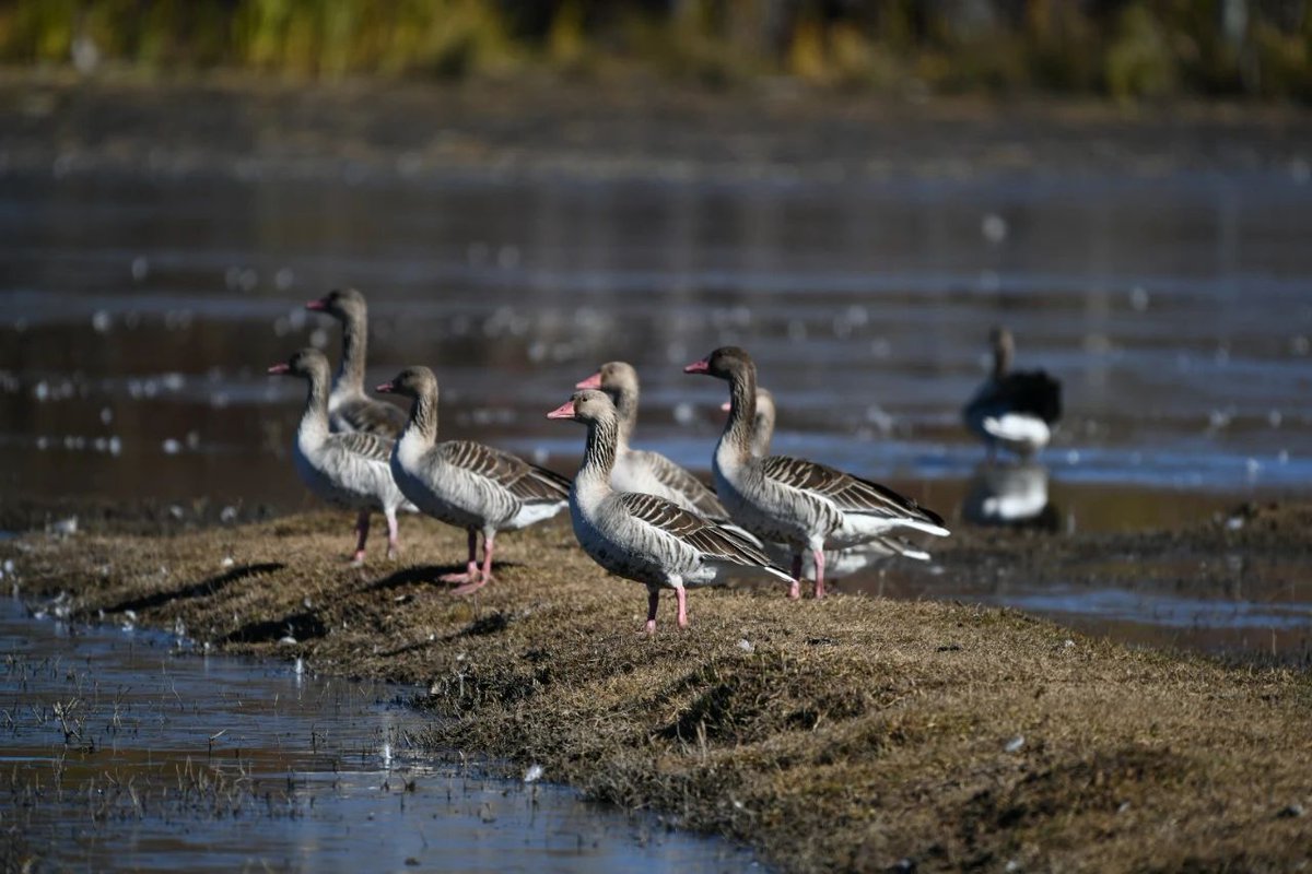 灰雁是一种很忠贞的鸟类，为“一夫一妻制”，雌雄鸟共同参与雏鸟的养育。只羡“大雁”不羡仙！原来它才是真正的“痴情鸟”。 I only envy the geese, not the immortals! It turns out that it is the true 'lovebird'.