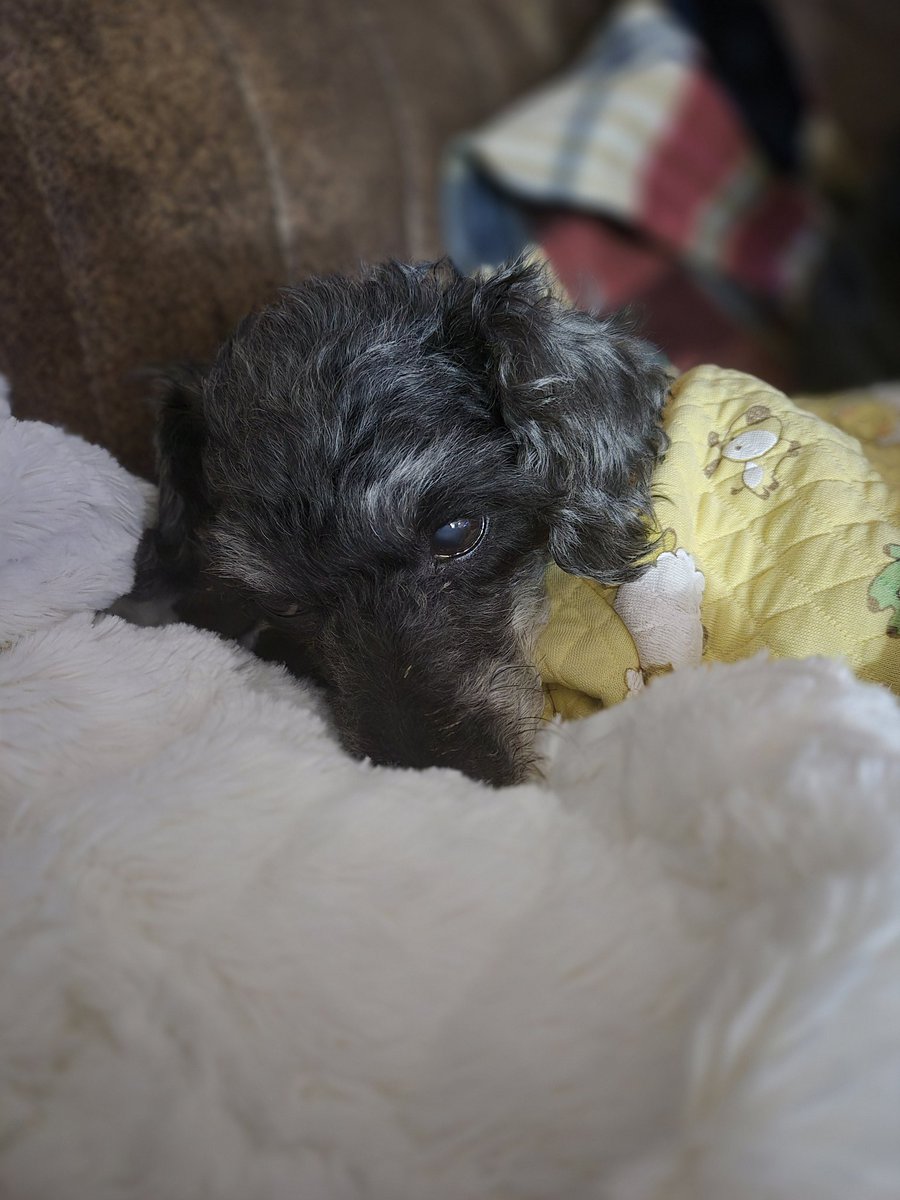 이렇게 작은데도 작은 머리로 어떻게 하면 간식을 받아먹을까 생각한다니 개(not Dog)큰사랑