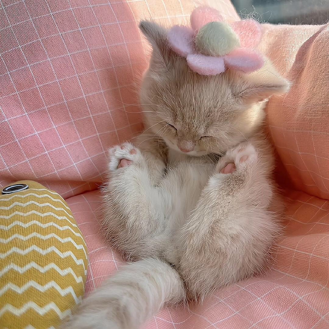 smol silly cat tweet media