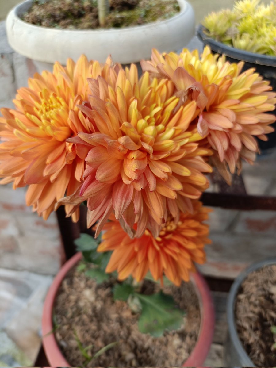 vireshsingh2's tweet image. 