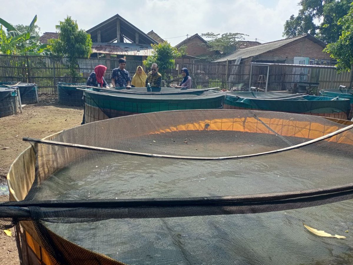 AsthokJ's tweet photo. Selasa,22/10/2024,Pokdakan Barokah Tirto Ds,Karangrowo Kec. Undaan, produksi 100 Kg/bulan, Harga Rp.19.000
@PKBLU_bp3tegal @pusluh_bppsdm @pusluh_bppsdm #GiatLuhkanSatminkalTegal https://t.co/3C7y2A65jE