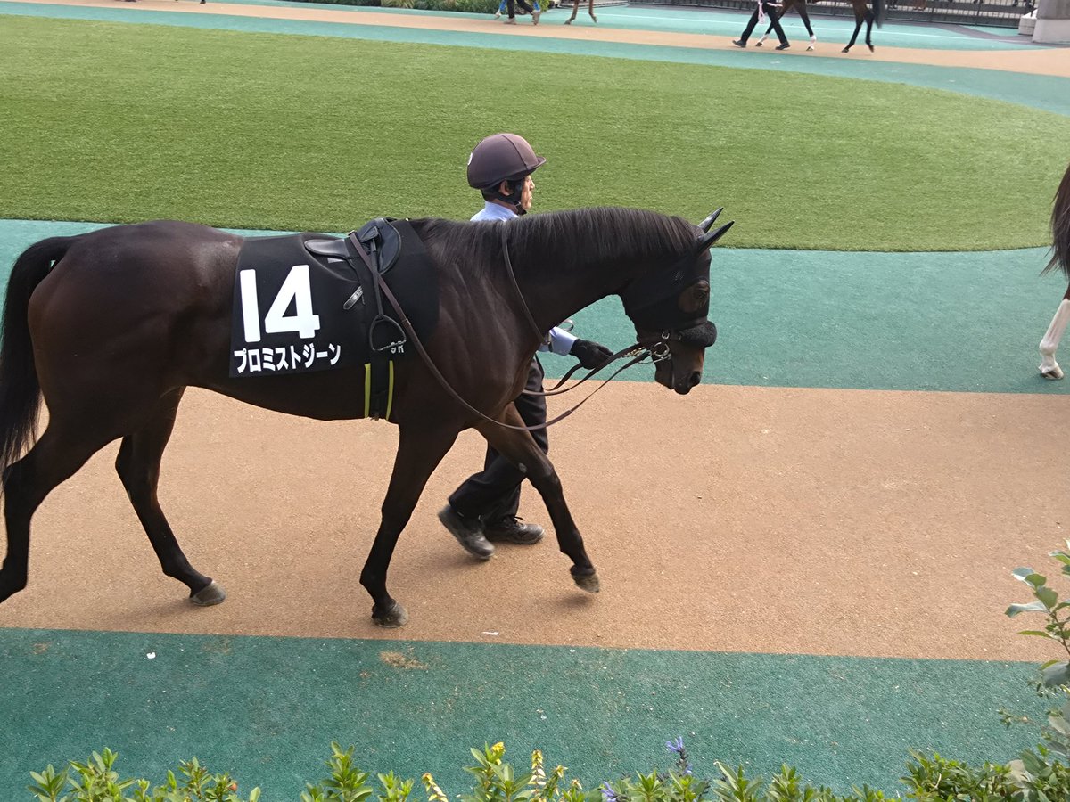 hattshi84's tweet image. この1年間の愛馬の振り返り…
4歳 シエロエスティーボ
(障害未勝利)
3歳 スティールブルー(2勝クラス)
2歳 プロミストジーン(2歳OP)抽優馬
ノビリシマビジョン(1勝クラス)
来年もますますの飛躍に期待😊
#シルクレーシング
#プロミストジーン
#スティールブルー
#ノビリシマビジョン
