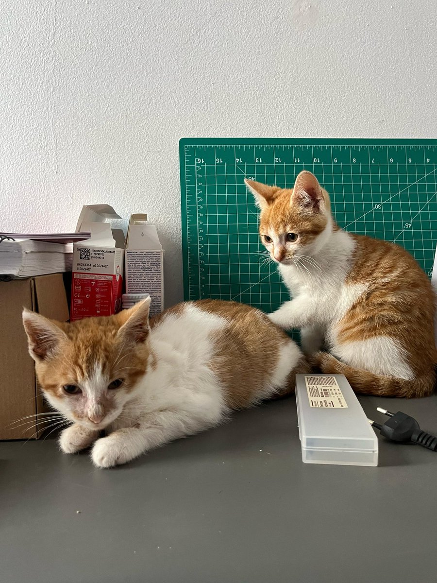 🍊 #CARLITOS y #SNOOPY🍊
Dos hermanos naranjitas de 
#Valencia ( podrían viajar 🚘) 
Tienen 2 mesecitos 
Buscan preferentemente una 
#AdopcionConjunta 
Quién podría dejar a uno solito?
📞635 12 78 55 <a href="/4catsVLC/">4cats</a> 
#Adopta #AdoptaNoCompres