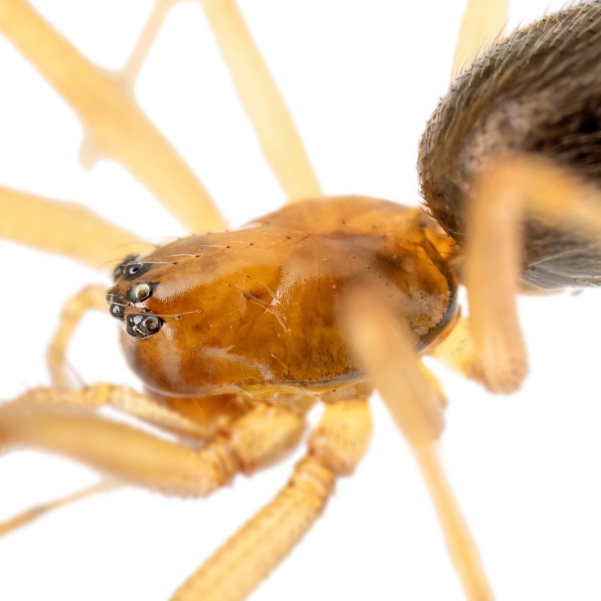 monday_spider tweet media