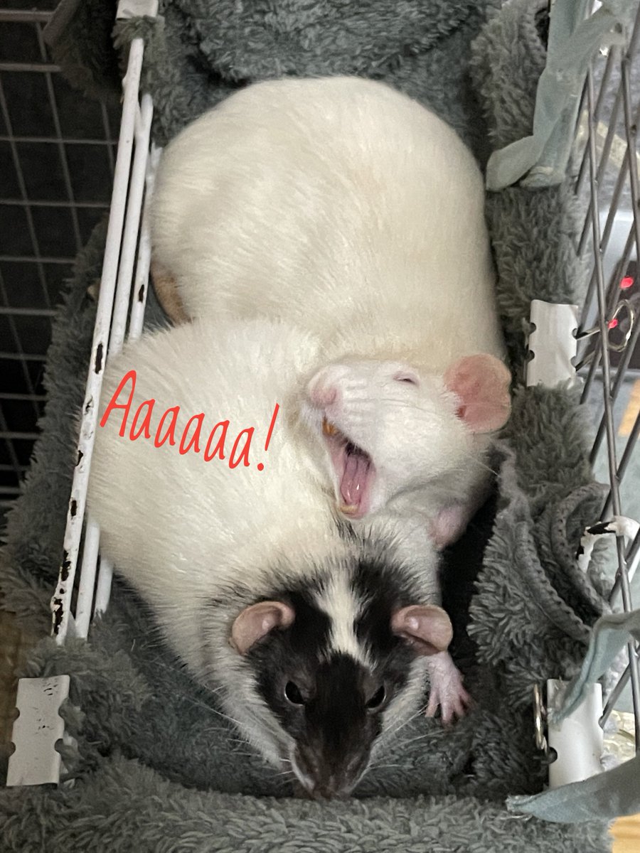 Greytail - Rattus Invictus! tweet media