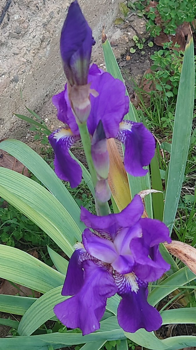 Des fleurs photographiées hier dans le jardin, malgré le froid intense. Très heureuse de vous retrouver. J'espère que vous avez passé un magnifique Noël ? 
Très belle journée à tous ❤️